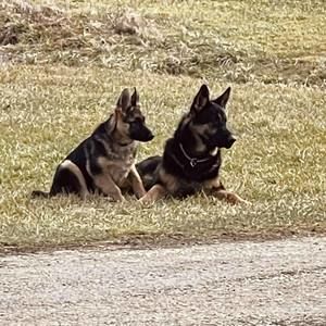 Meet your Posher, Bobby